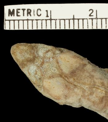 Media type: image; Herpetology R-8544